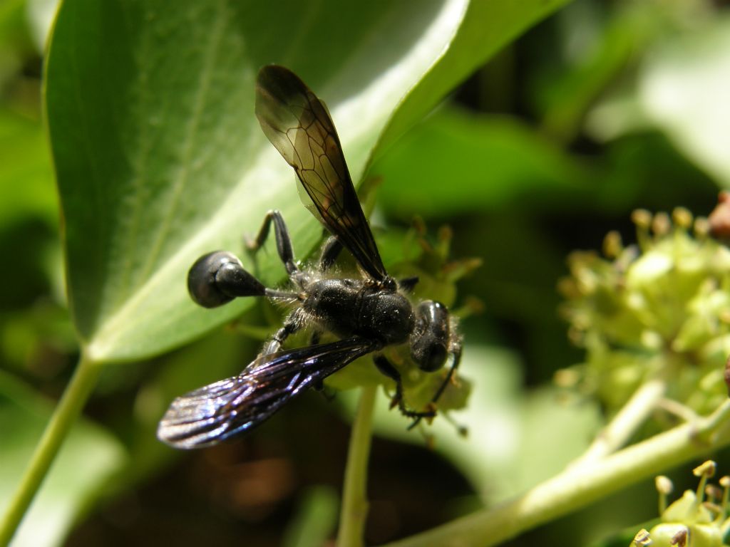 Isodontia mexicana (Sphecidae)