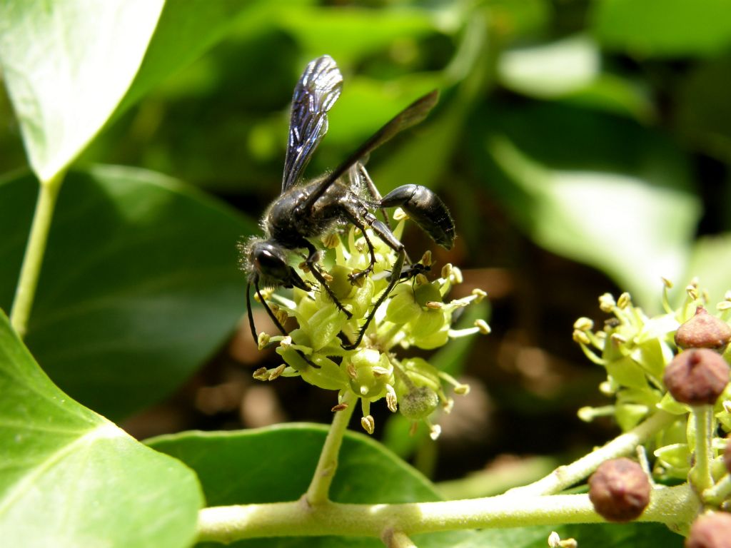 Isodontia mexicana (Sphecidae)