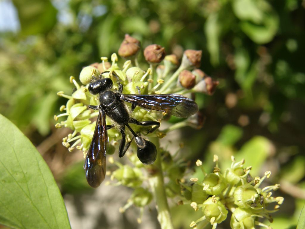 Isodontia mexicana (Sphecidae)