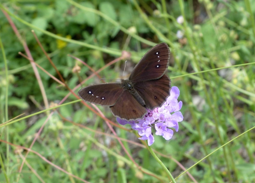 Lepidottero: Satyrus ferula - Nymphalidae Satyrinae