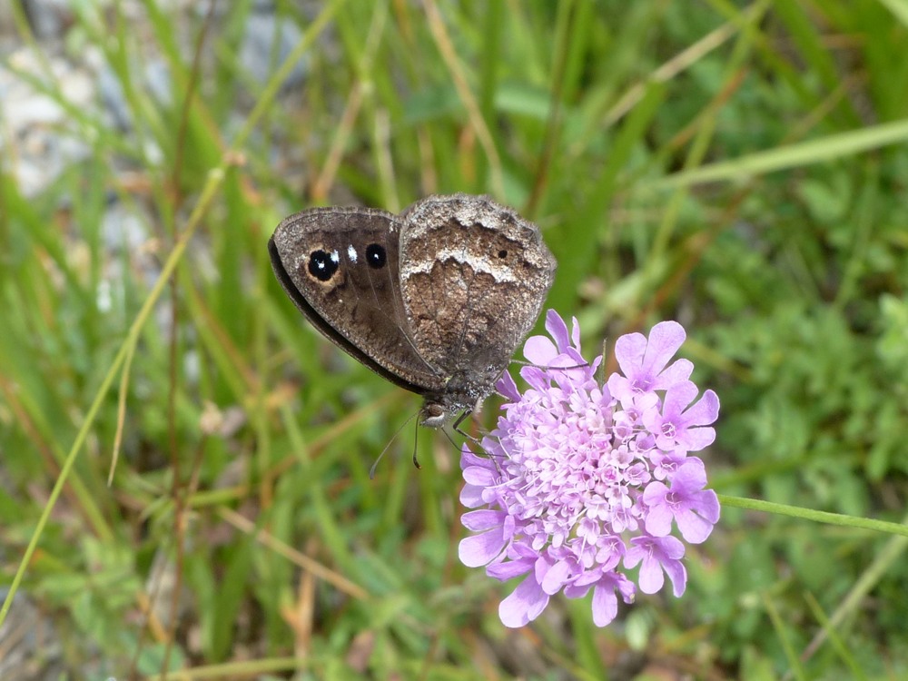 Lepidottero: Satyrus ferula - Nymphalidae Satyrinae