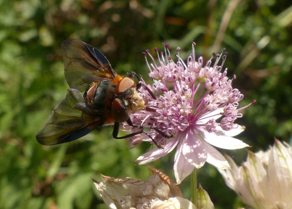 Tachinidae: Phasia hemiptera