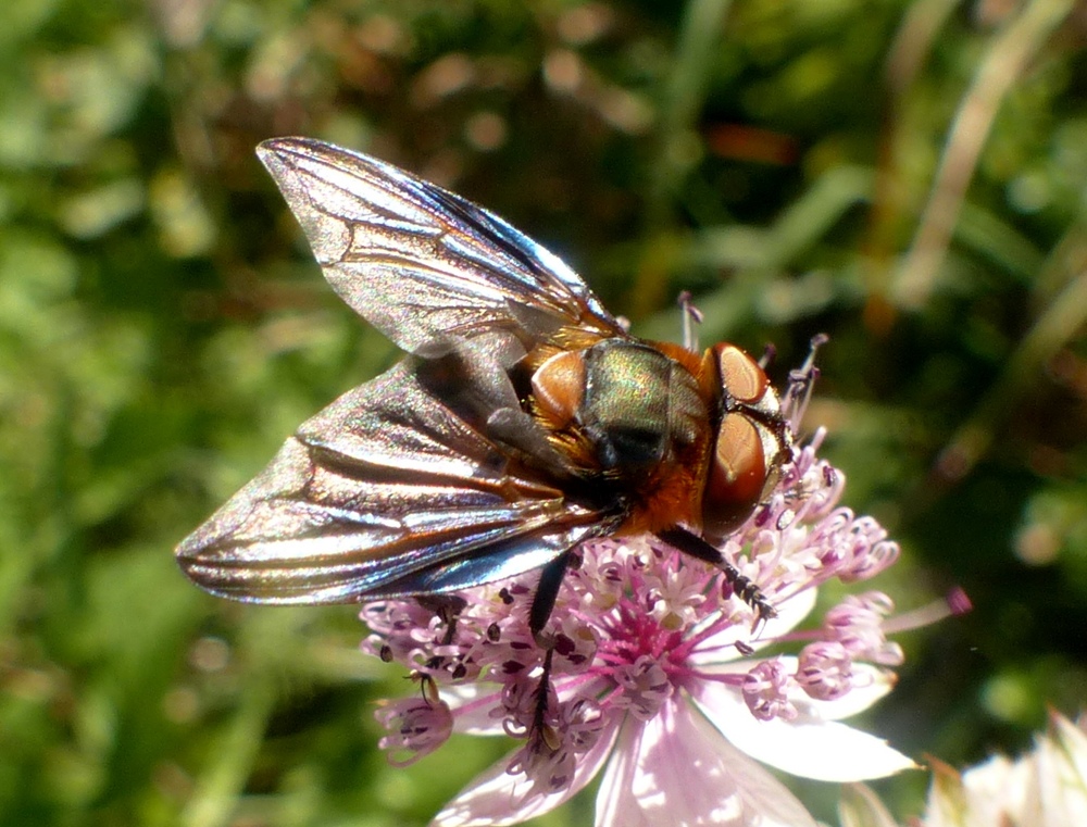 Tachinidae: Phasia hemiptera