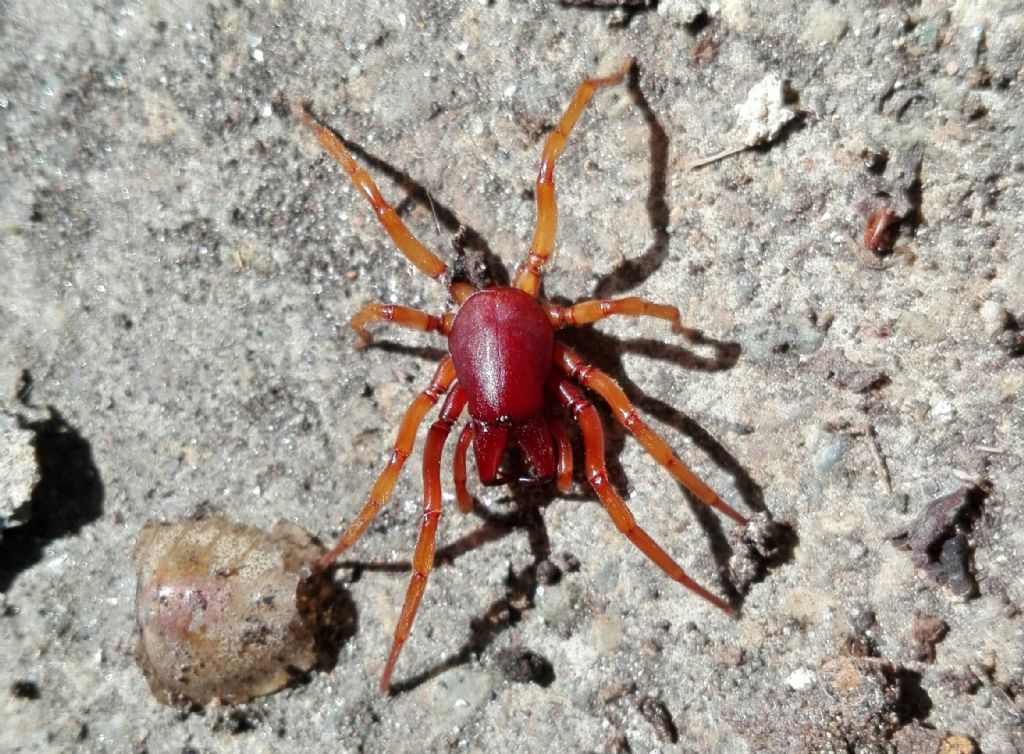 Ragno rosso:  Dysdera sp. da confermare