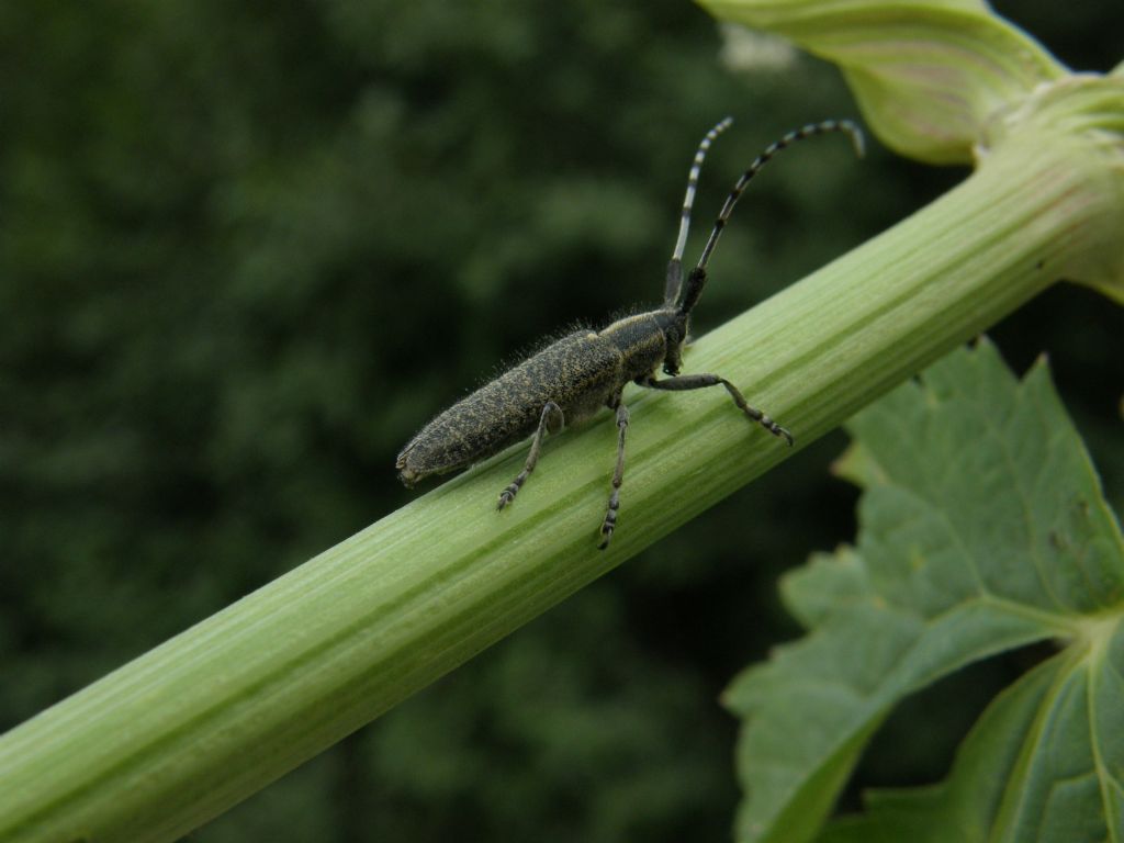 Cerambycidae: Agapanthia villosoviridescens, femmina