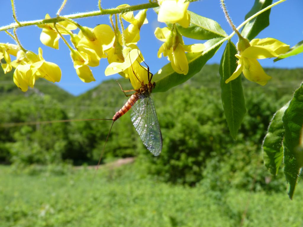 Heptageniidae: Rhithrogena sp., femmina