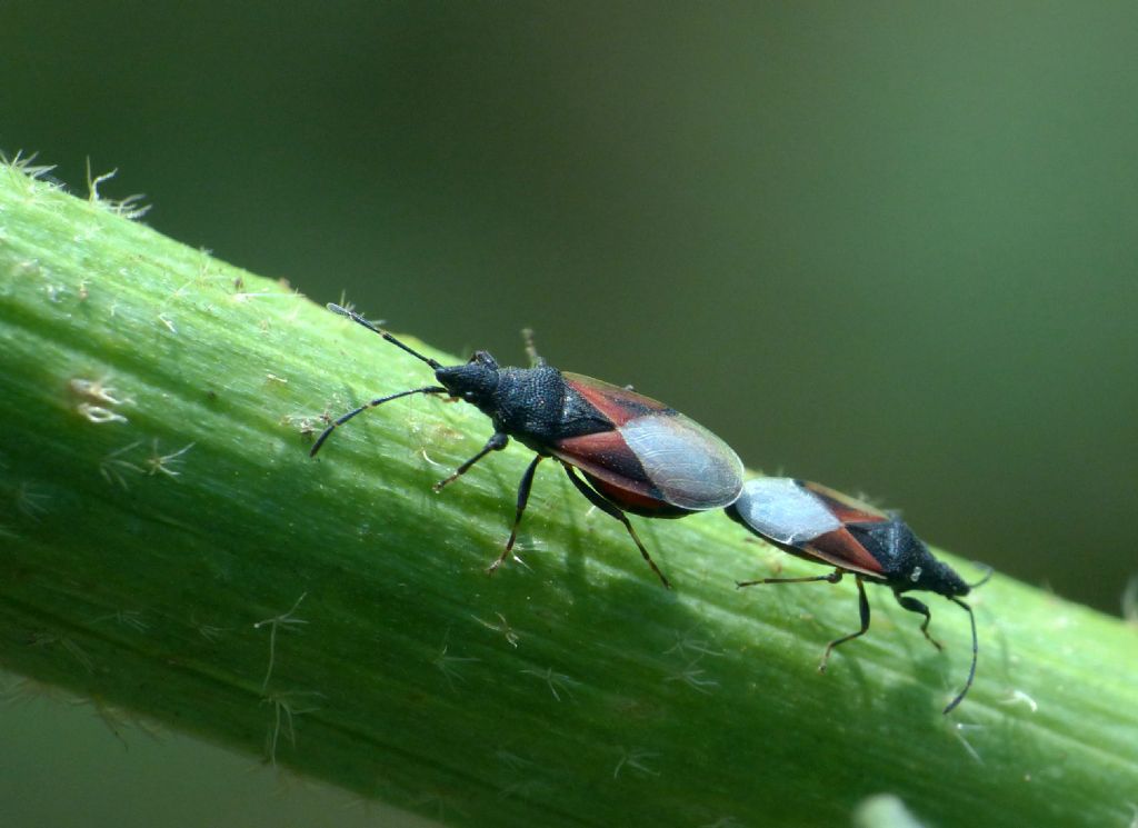 Lygaeidae: Oxycarenus lavaterae