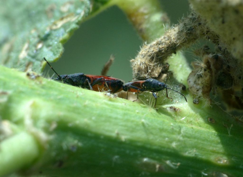 Lygaeidae: Oxycarenus lavaterae