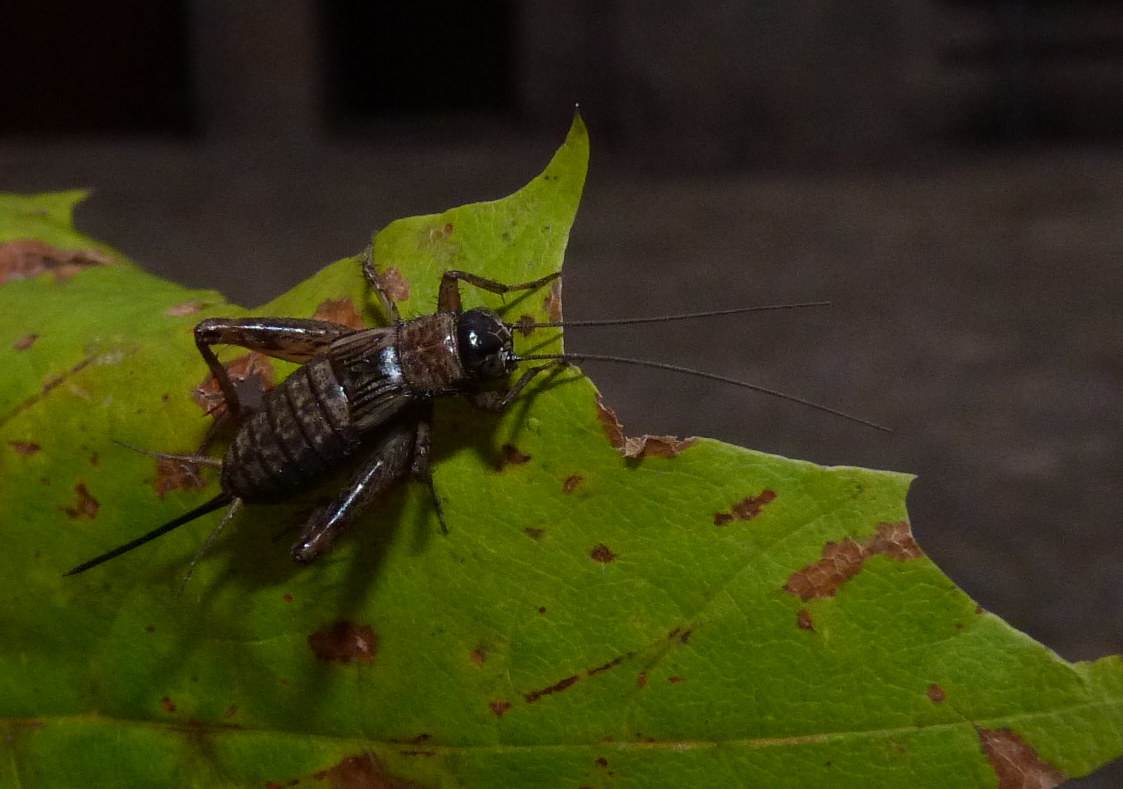 Nemobius sylvestris???