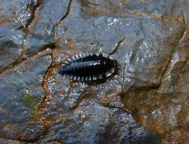 Silphidae: larva di Oiceoptoma thoracica (cf)