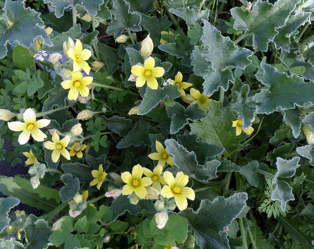 plante de milieu humide - Ecballium elaterium