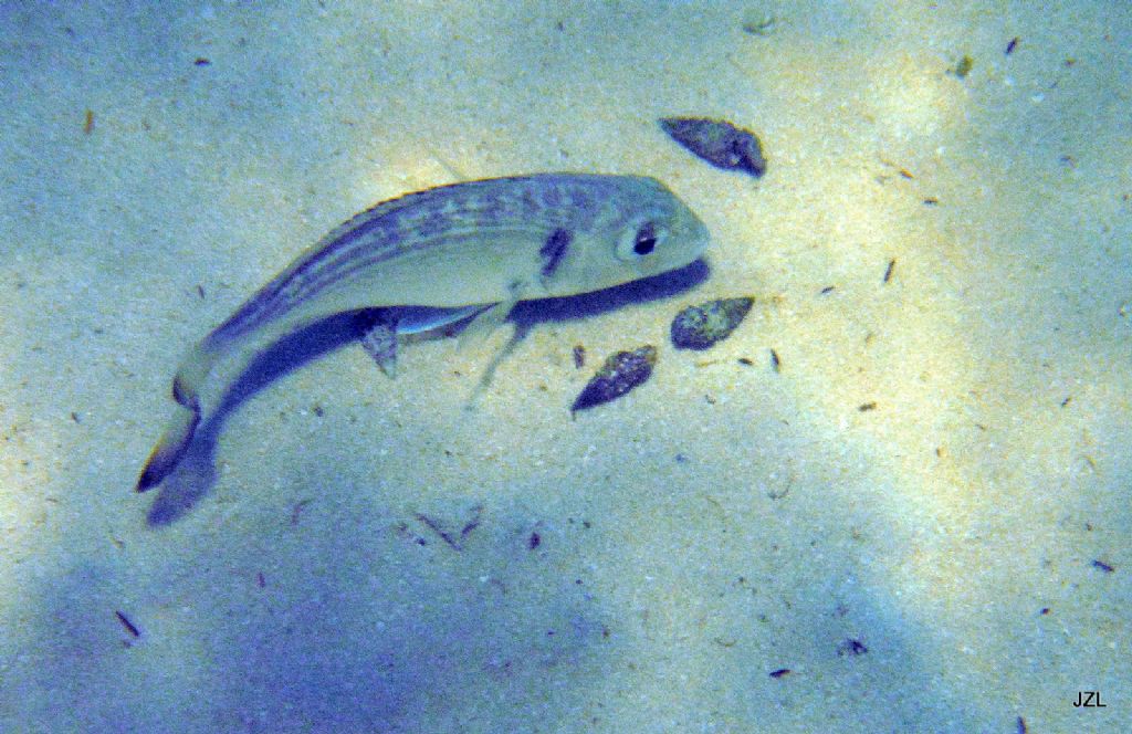 juvenile Sparus aurata da Jerba