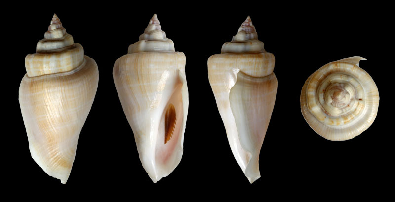 strombidae allochtones