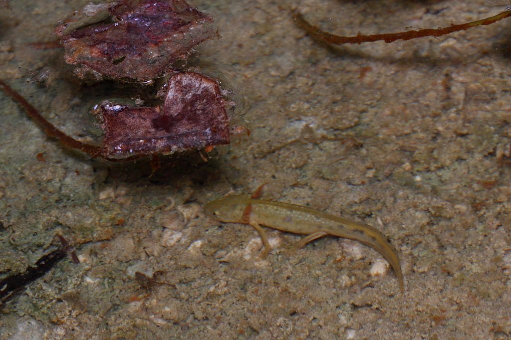 Un anno di laghetto (e, finalmente, vertebrati!)