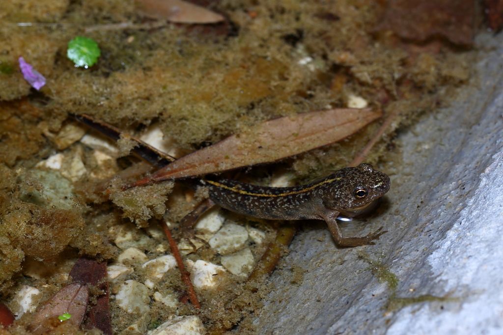 Un anno di laghetto (e, finalmente, vertebrati!)