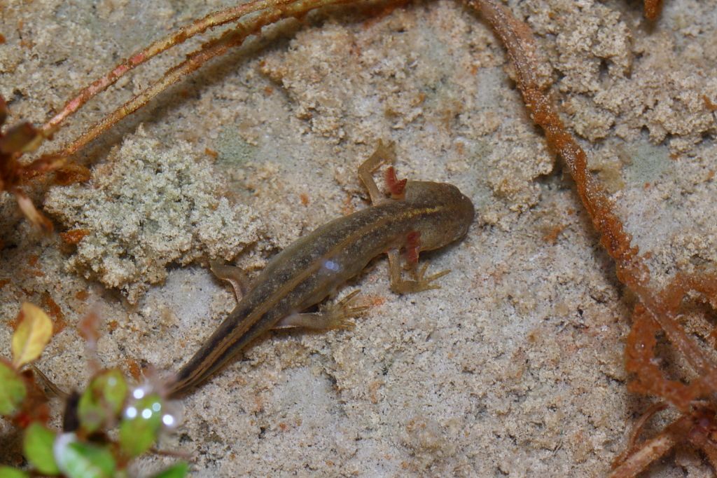 Un anno di laghetto (e, finalmente, vertebrati!)