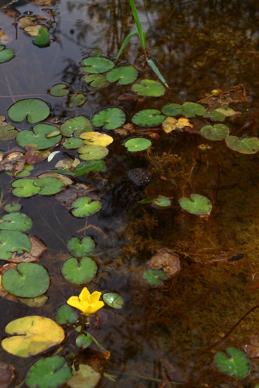 Un anno di laghetto (e, finalmente, vertebrati!)