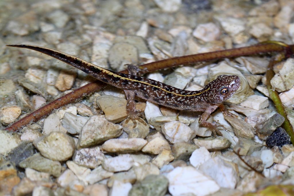 Un anno di laghetto (e, finalmente, vertebrati!)