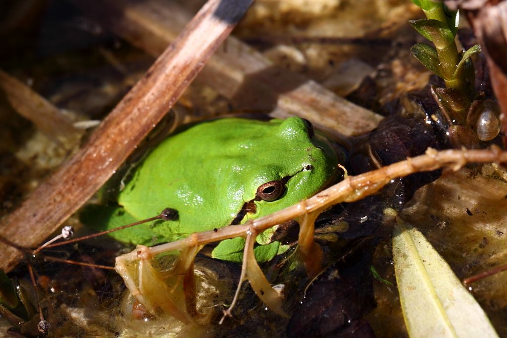 Un anno di laghetto (e, finalmente, vertebrati!)