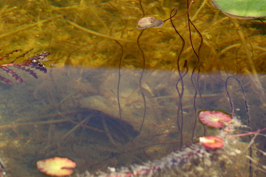 Un anno di laghetto (e, finalmente, vertebrati!)