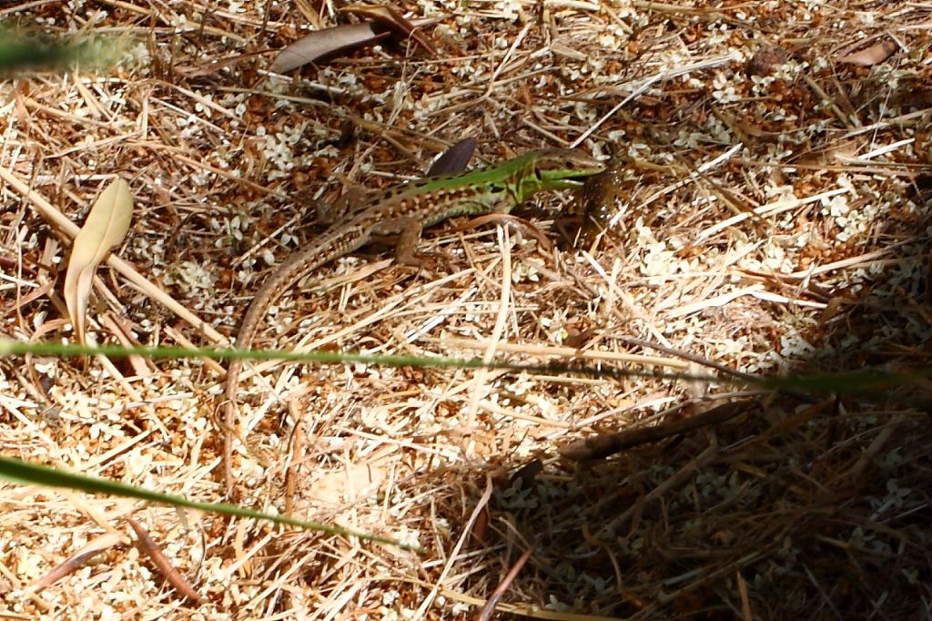 Un anno di laghetto (e, finalmente, vertebrati!)