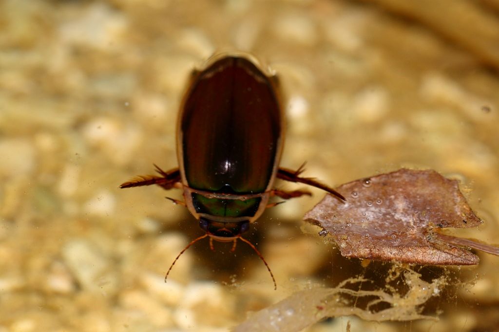 Un anno di laghetto (e, finalmente, vertebrati!)