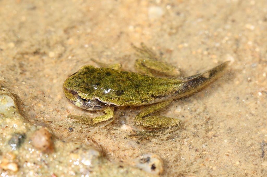 Girini di ... Hyla sarda all''Isola d''Elba