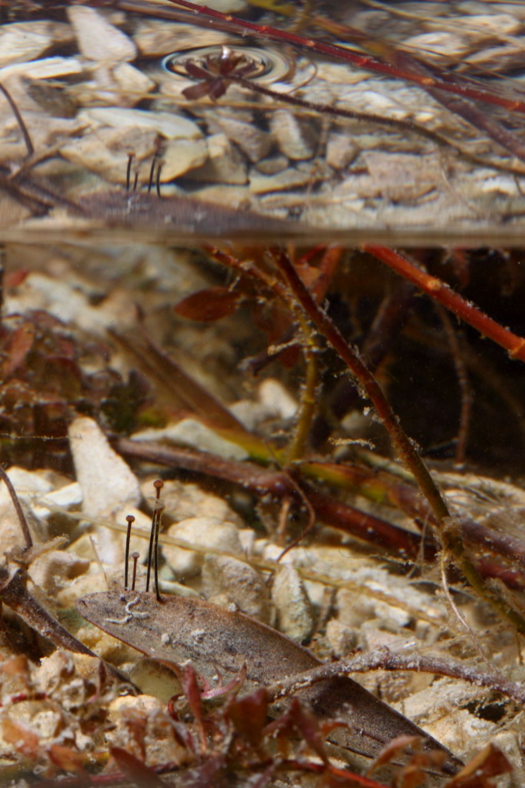 Un anno di laghetto (e, finalmente, vertebrati!)