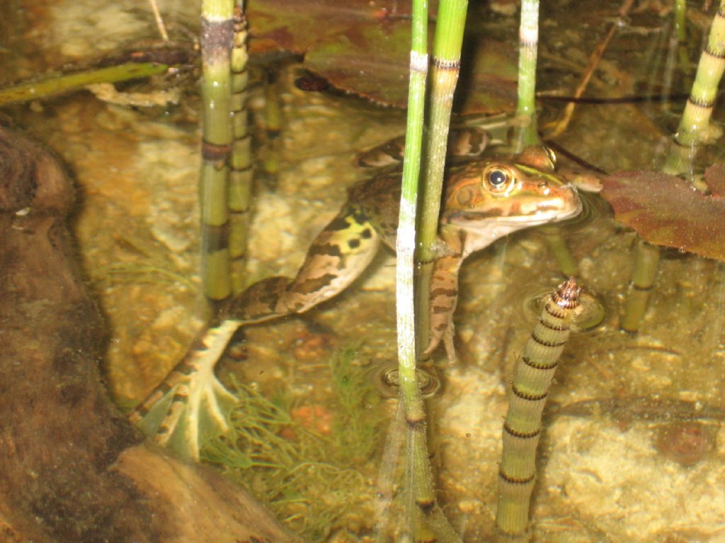 Un anno di laghetto (e, finalmente, vertebrati!)