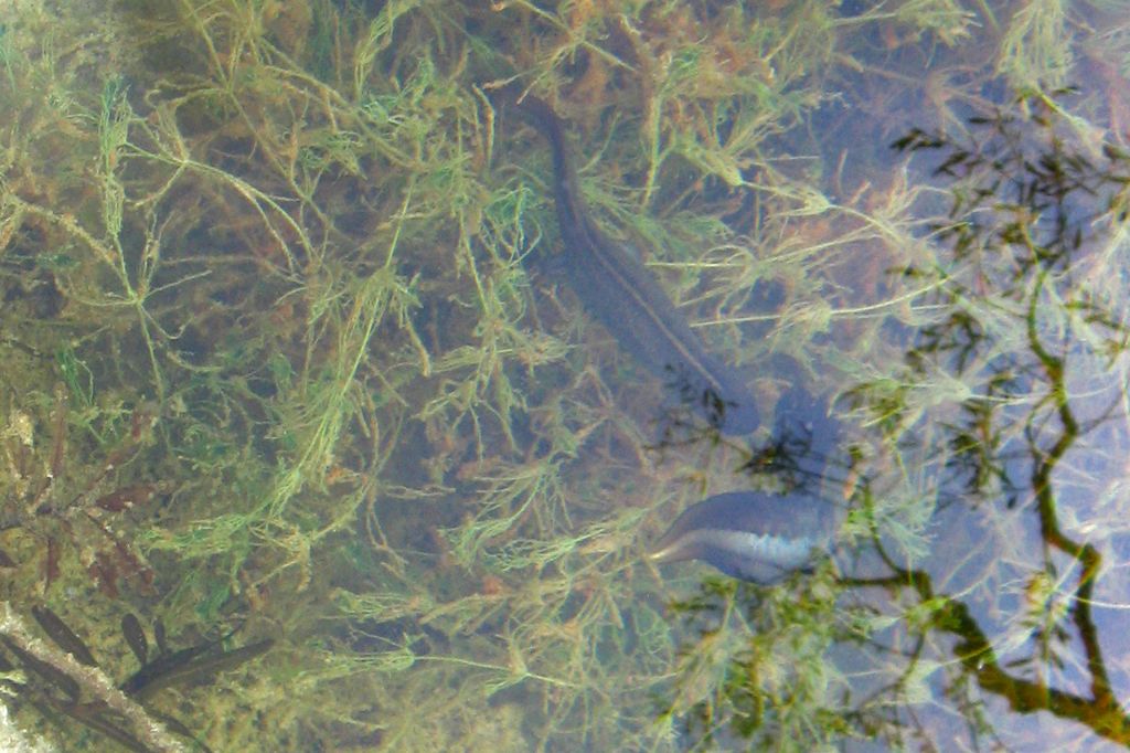 Un anno di laghetto (e, finalmente, vertebrati!)