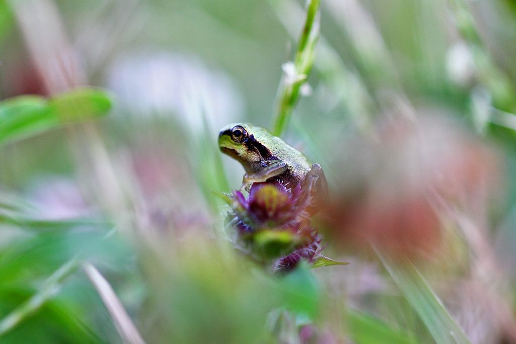 Un anno di laghetto (e, finalmente, vertebrati!)