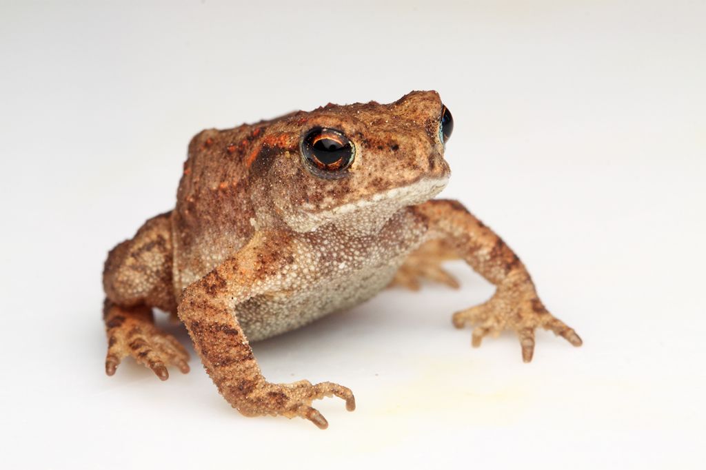 Un anno di laghetto (e, finalmente, vertebrati!)