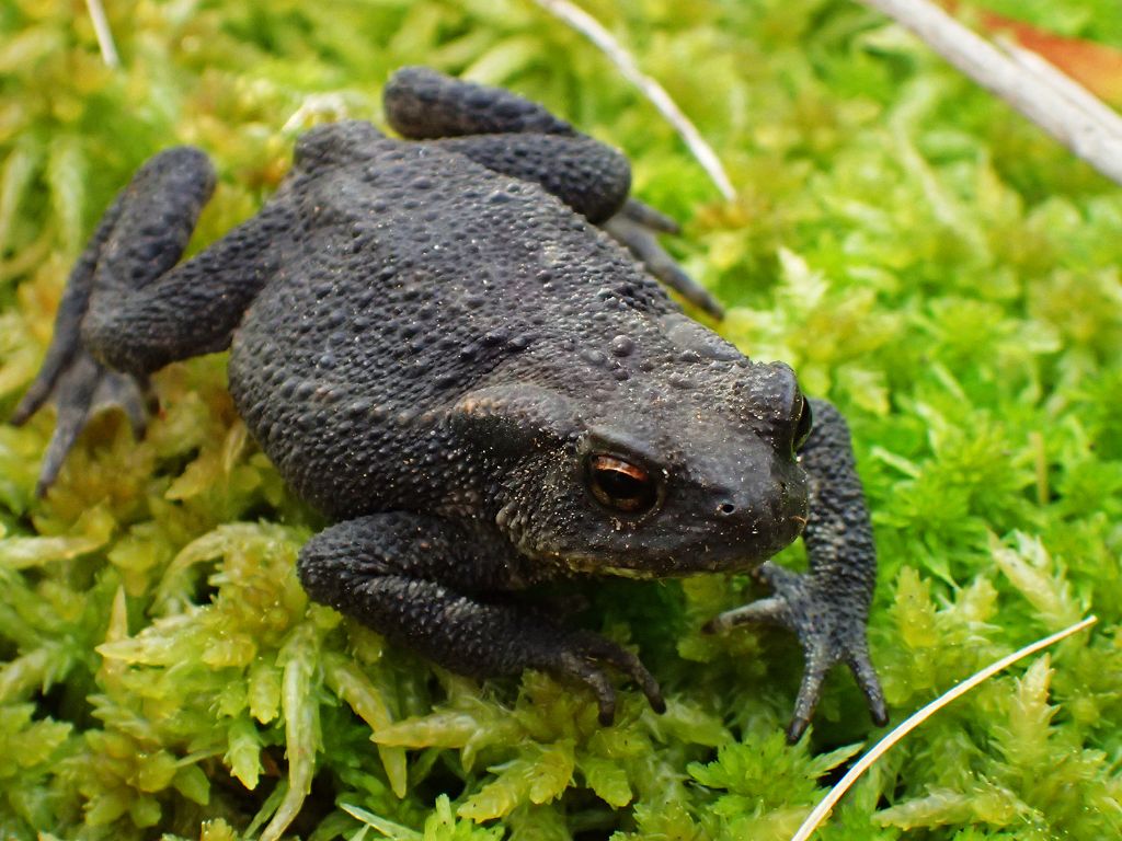 Un anno di laghetto (e, finalmente, vertebrati!)