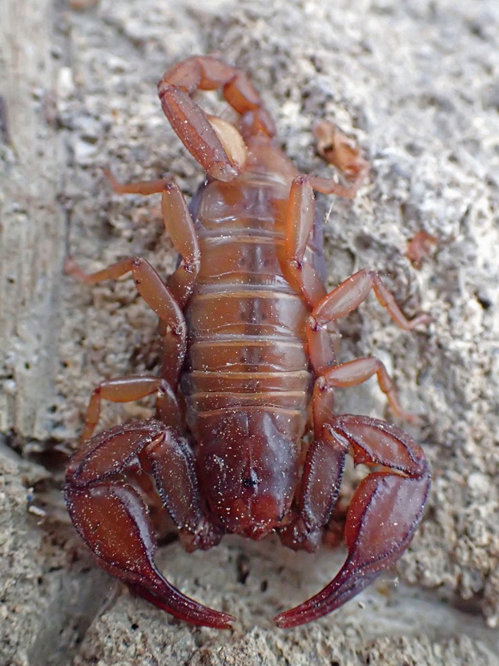 Euscorpius aquilejensis da Empoli