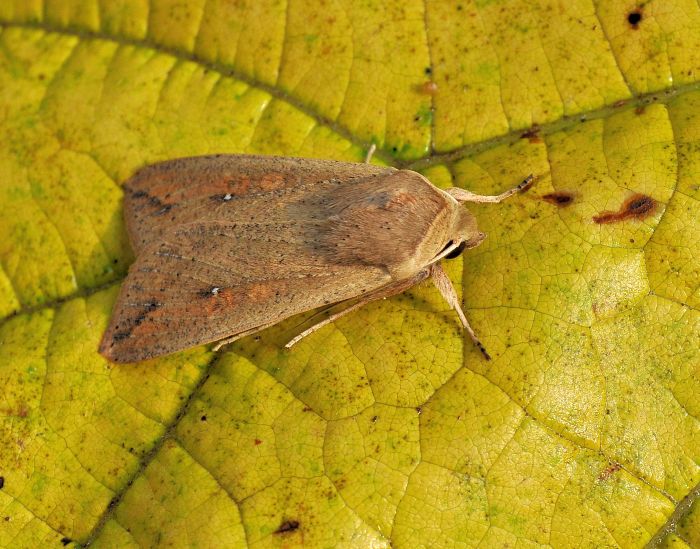 Mythimna l-album e Mythimna unipuncta (Noctuidae)