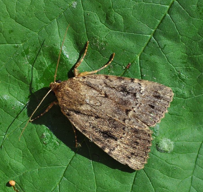 Dubbio: Amphipyra berbera? Amphipyra cfr. pyramidea - Noctuidae