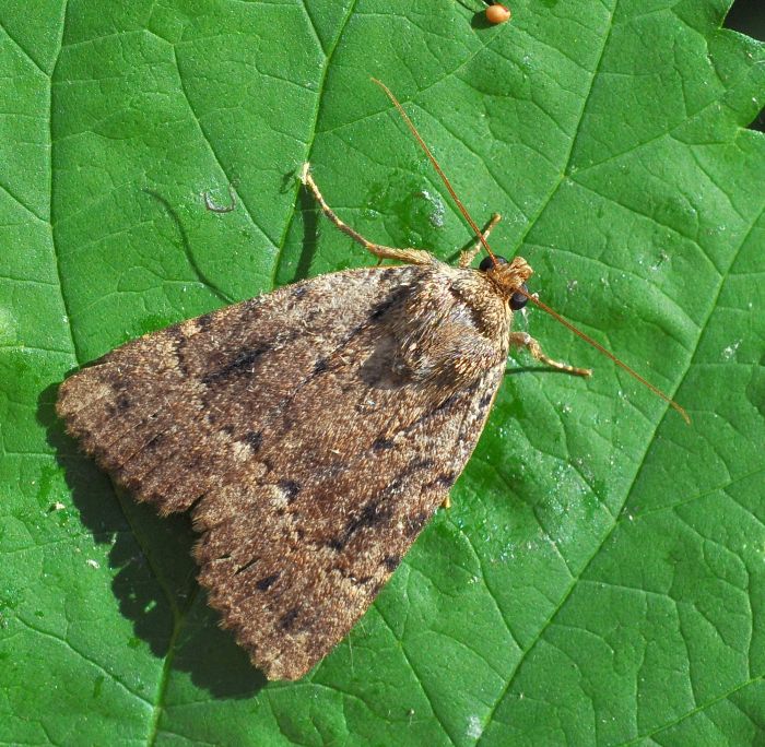 Dubbio: Amphipyra berbera? Amphipyra cfr. pyramidea - Noctuidae