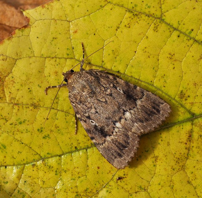 Dubbio: Amphipyra berbera? Amphipyra cfr. pyramidea - Noctuidae