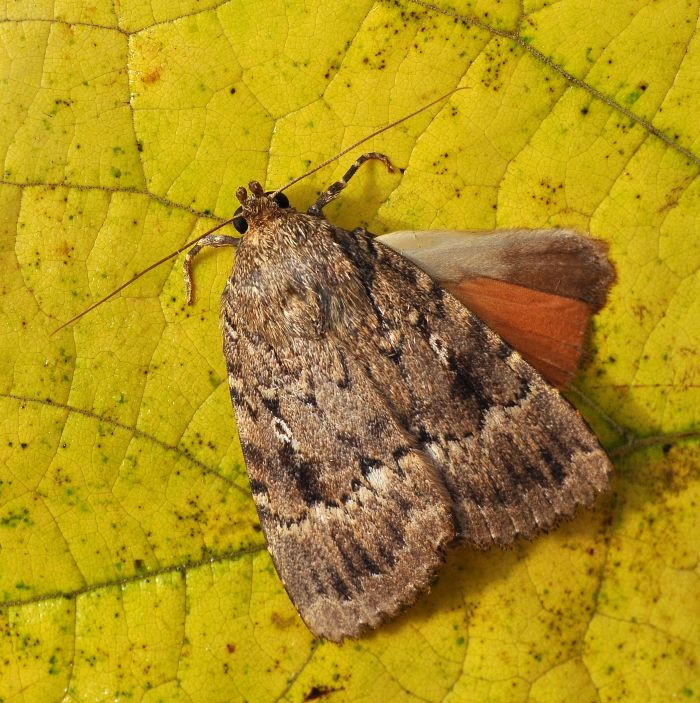 Dubbio: Amphipyra berbera? Amphipyra cfr. pyramidea - Noctuidae