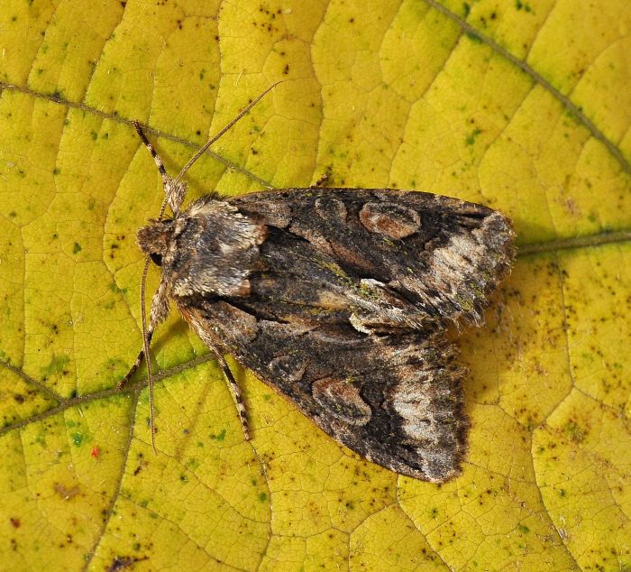 Allophyes oxyacanthae (Noctuidae)