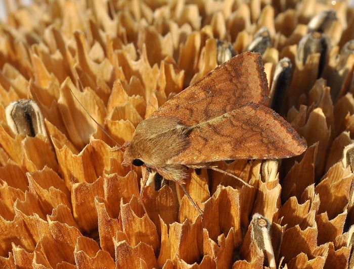 Noctuidae:  Heliothis nubigera ? No,  Helicoverpa armigera