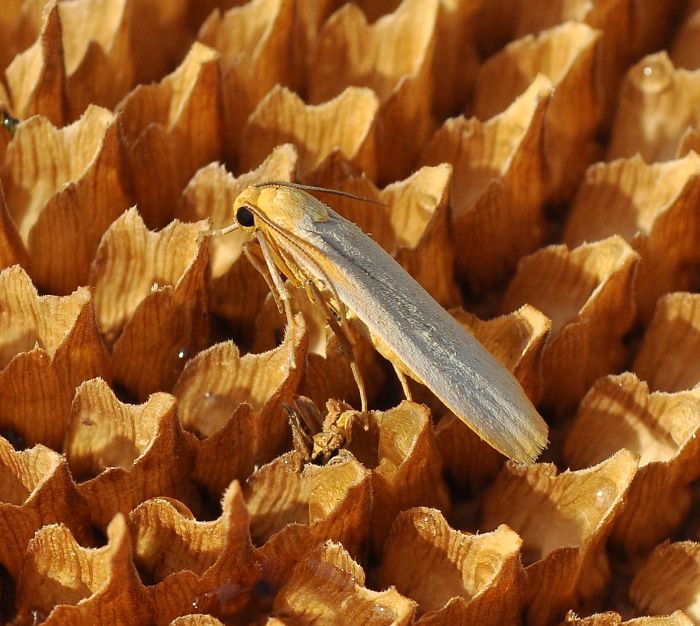 Erebidae Arctiinae: Eilema depressa ? probabile...