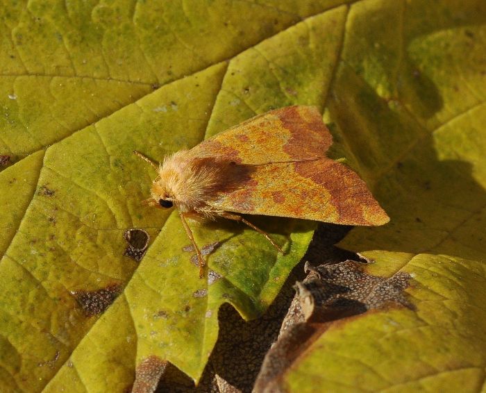 Tiliacea aurago (Noctuidae)