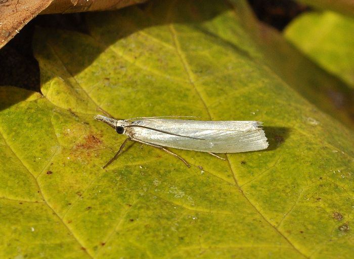 Aiuto id: Crambus perlellus - Crambidae