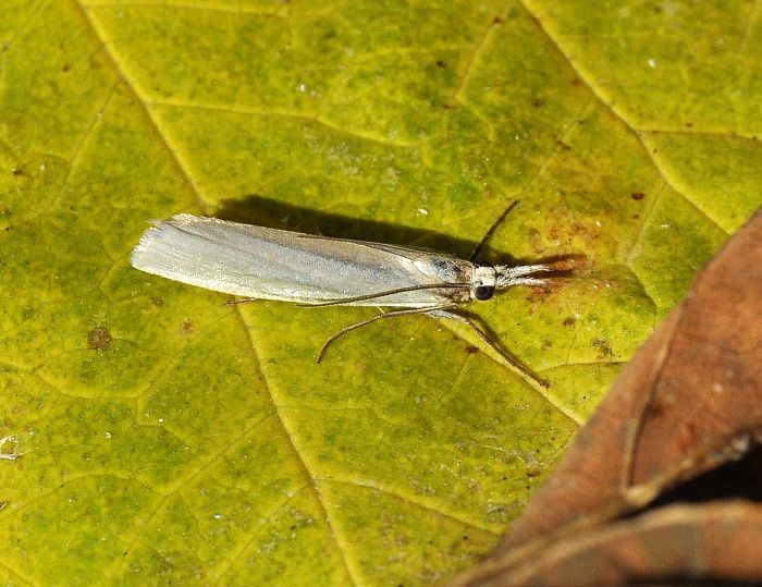 Aiuto id: Crambus perlellus - Crambidae