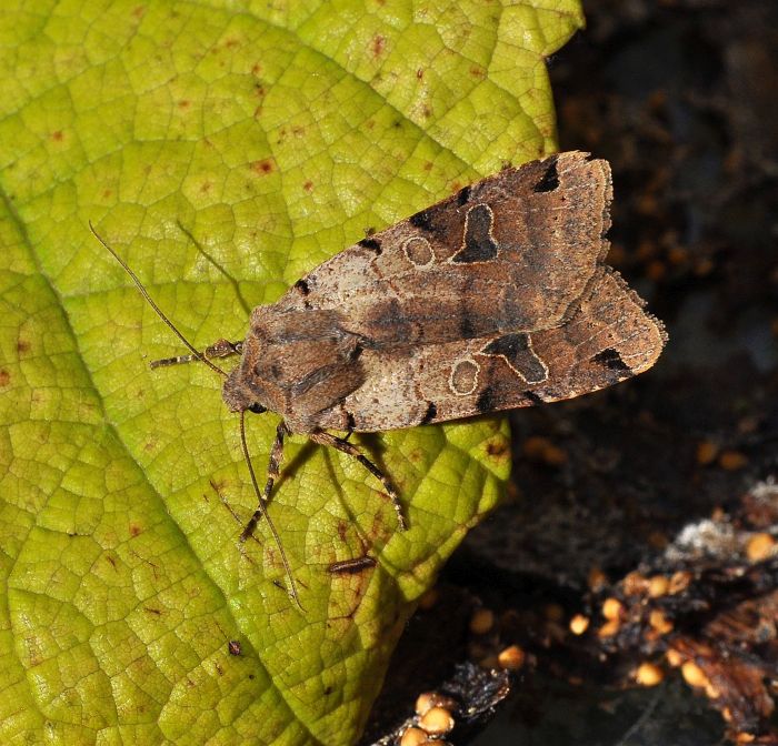 Agrochola litura - Noctuidae