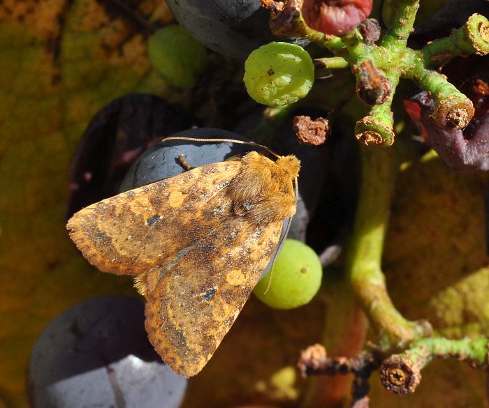 Noctuidae: Conistra rubiginea