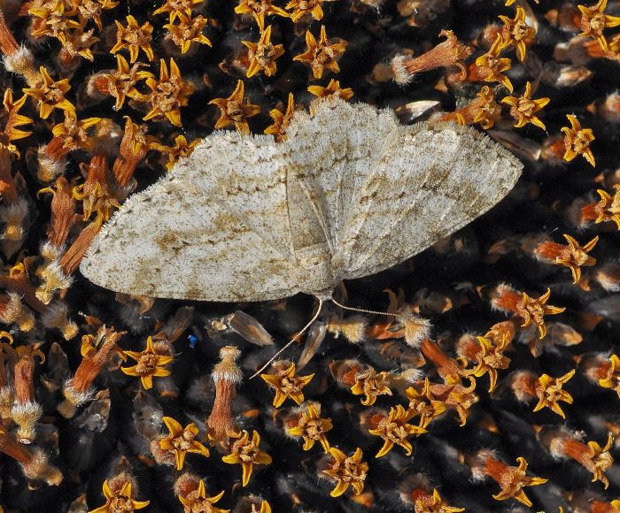 Geometridae: Ectropis crepuscularia? Si !