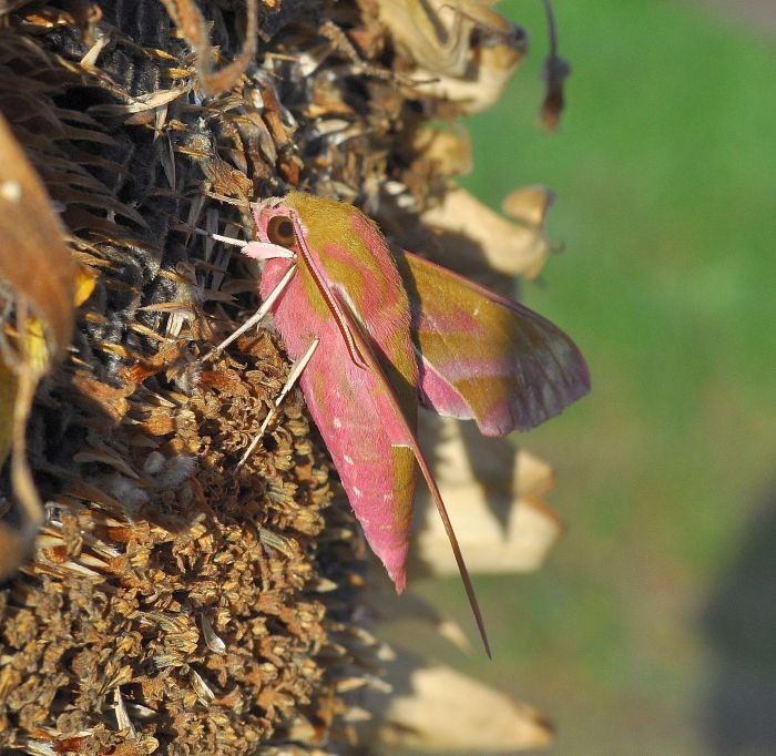 Deilephila elpenor