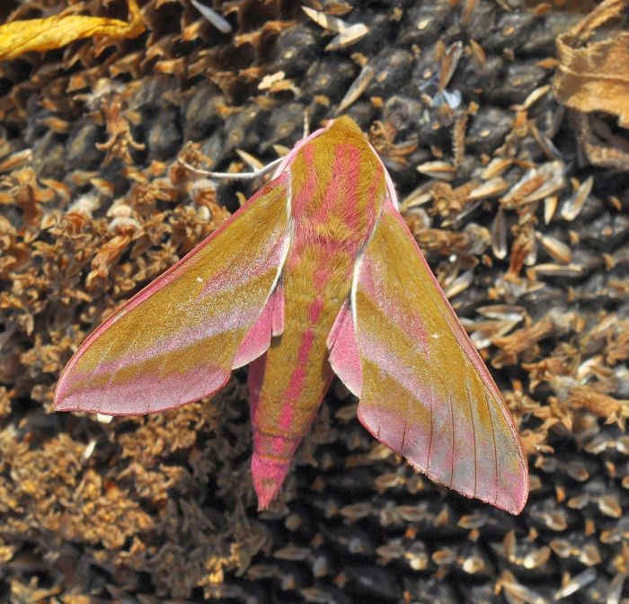 Deilephila elpenor